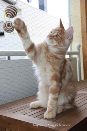 Für Sinon und Benimaru suchen wir noch ein passendes