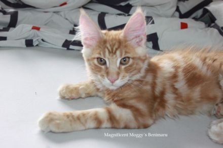 Für Sinon und Benimaru suchen wir noch ein passendes