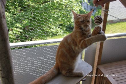 Für Sinon und Benimaru suchen wir noch ein passendes