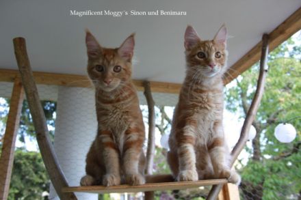 Für Sinon und Benimaru suchen wir noch ein passendes