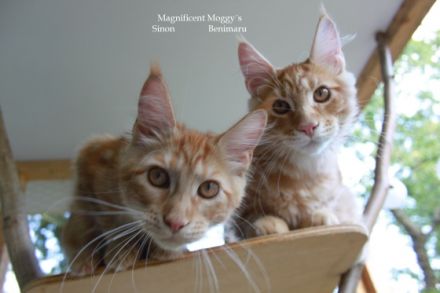 Für Sinon und Benimaru suchen wir noch ein passendes