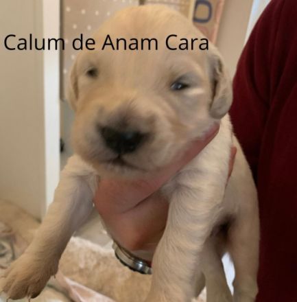 Sophie und Bianco sind Eltern von reinrassigen Welpen