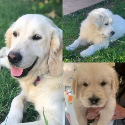 Sophie und Bianco sind Eltern von reinrassigen Welpen