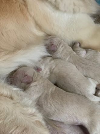 Sophie und Bianco sind Eltern von reinrassigen Welpen