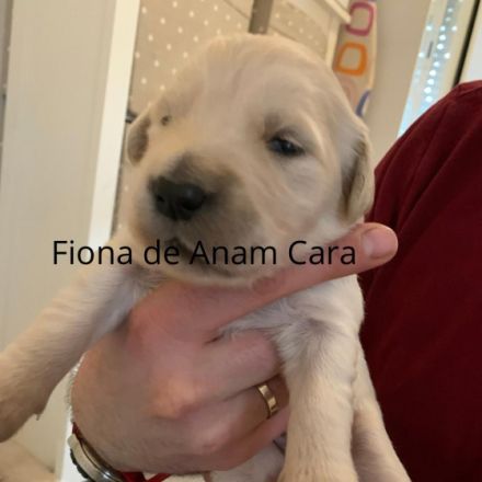 Sophie und Bianco sind Eltern von reinrassigen Welpen