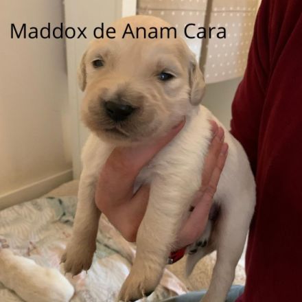 Sophie und Bianco sind Eltern von reinrassigen Welpen