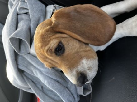 Hallo Ich habe meinen Beagle von einer Züchterin in