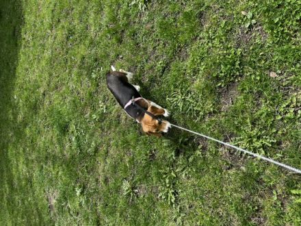 Hallo Ich habe meinen Beagle von einer Züchterin in