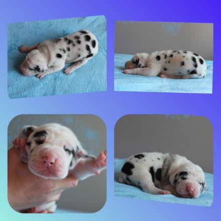 ***Aktuelle Bilder sind auf der Homepage zu finden -