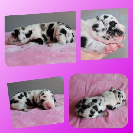 ***Aktuelle Bilder sind auf der Homepage zu finden -