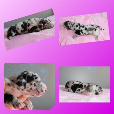 ***Aktuelle Bilder sind auf der Homepage zu finden -