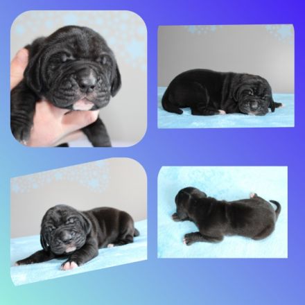 ***Aktuelle Bilder sind auf der Homepage zu finden -