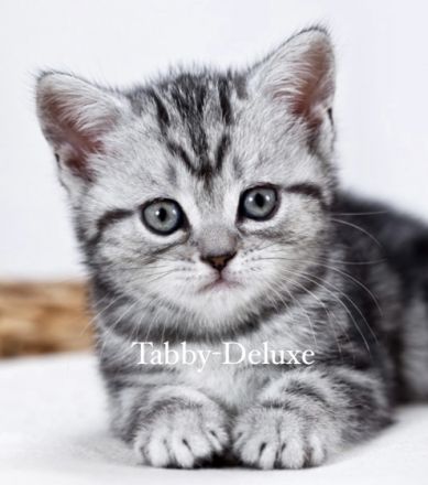 Wir, die Tabby-Deluxe haben wieder traumhaften,