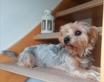 Wir suchen für unseren letzten übrig gebliebenen Welpen