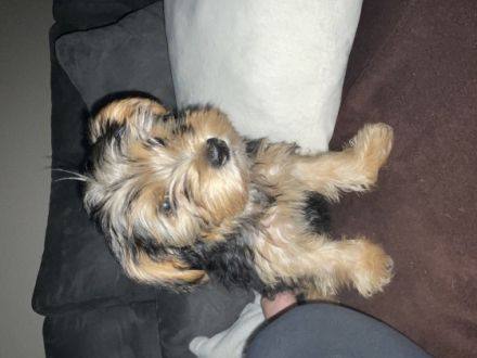 Wir suchen für unseren letzten übrig gebliebenen Welpen