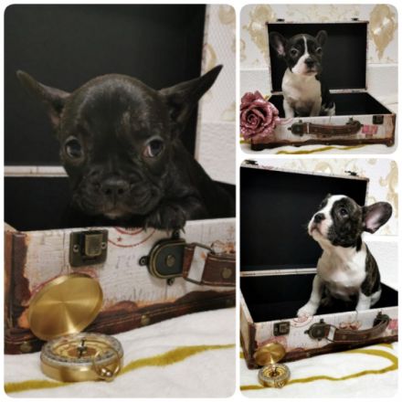 Französische Bulldogge, Welpen
