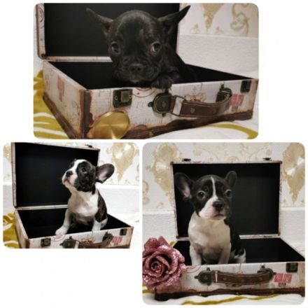 Französische Bulldogge, Welpen
