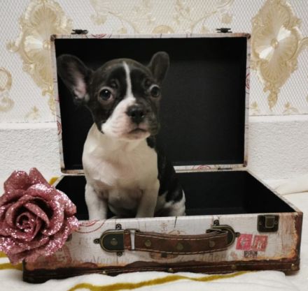 Französische Bulldogge, Welpen