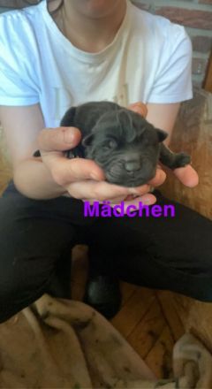 Ich habe kleine Chow Chow Welpen in der Farbe schwarz.