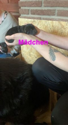 Ich habe kleine Chow Chow Welpen in der Farbe schwarz.