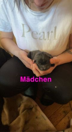 Ich habe kleine Chow Chow Welpen in der Farbe schwarz.