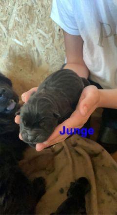 Ich habe kleine Chow Chow Welpen in der Farbe schwarz.