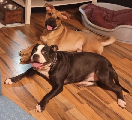 Unsere OEB-Hündin Leni hat am Frauentag (08.03.) 8