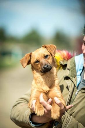 Picur Alter: ca. 5 Monate (Stand: 22.04.2022)