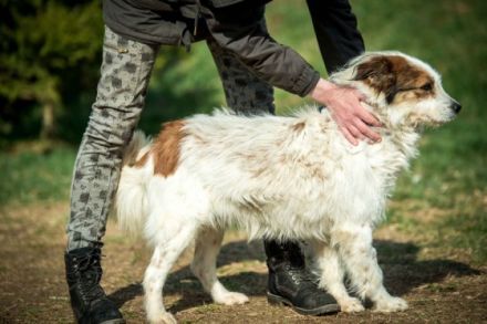 Oliver Alter: geb. ca. 01.03.2015 Größe: ca. 50 cm