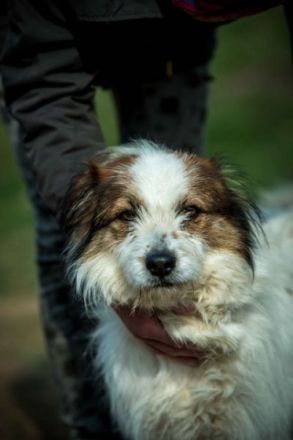 Oliver Alter: geb. ca. 01.03.2015 Größe: ca. 50 cm