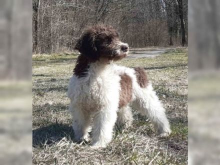 Hallo liebe(r) Lagotto Freund(e), Wir sind GANA (w) und