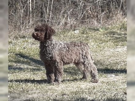 Hallo liebe(r) Lagotto Freund(e), Wir sind GANA (w) und