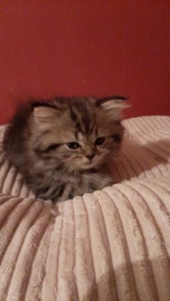 WURFANKÜNDIGUNG !!! Bald ist es soweit. Wir erwarten im