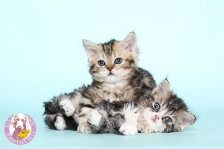 WURFANKÜNDIGUNG !!! Bald ist es soweit. Wir erwarten im