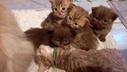 WURFANKÜNDIGUNG !!! Bald ist es soweit. Wir erwarten im