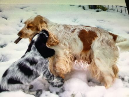 Kleine Liebhaberzucht englischer Cockerspaniels. Wir