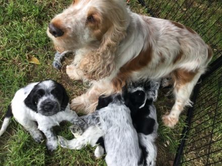 Kleine Liebhaberzucht englischer Cockerspaniels. Wir