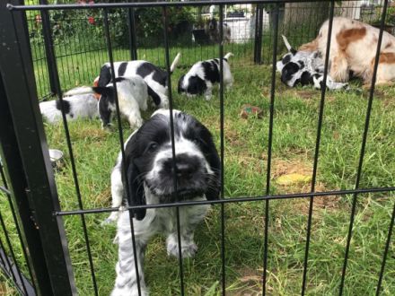 Kleine Liebhaberzucht englischer Cockerspaniels. Wir