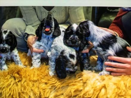 Kleine Liebhaberzucht englischer Cockerspaniels. Wir