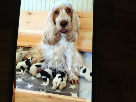 Kleine Liebhaberzucht englischer Cockerspaniels. Wir