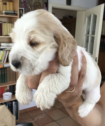 Kleine Liebhaberzucht englischer Cockerspaniels. Wir