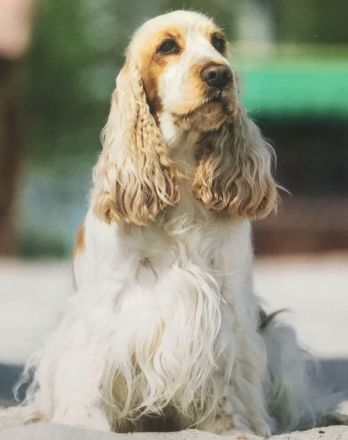 Kleine Liebhaberzucht englischer Cockerspaniels. Wir