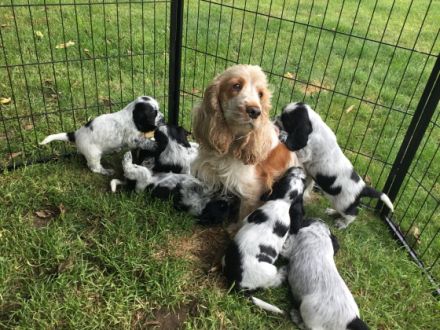 Kleine Liebhaberzucht englischer Cockerspaniels. Wir