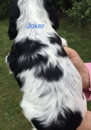 Kleine Liebhaberzucht englischer Cockerspaniels. Wir