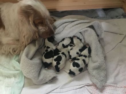 Kleine Liebhaberzucht englischer Cockerspaniels. Wir