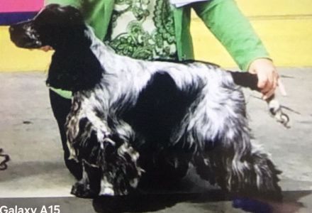 Kleine Liebhaberzucht englischer Cockerspaniels. Wir