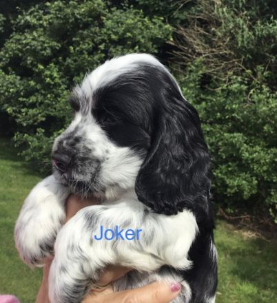 Kleine Liebhaberzucht englischer Cockerspaniels. Wir