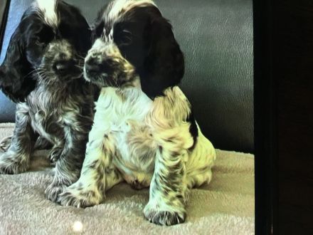 Kleine Liebhaberzucht englischer Cockerspaniels. Wir