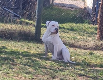 Hallo unsere Mix Hündin Lotta (Deutsche Dogge,Dogo mix)