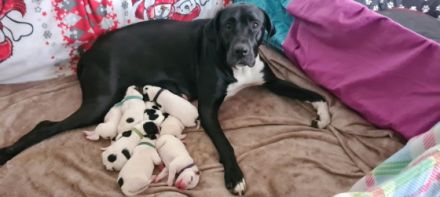 Hallo unsere Mix Hündin Lotta (Deutsche Dogge,Dogo mix)